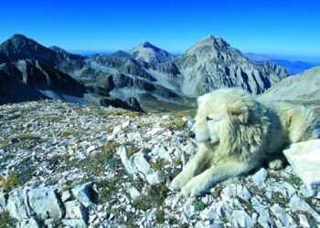 Parco del Gran Sasso, al via il progetto Argos: uno sguardo al sociale dal mondo zootecnico