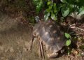 Ritrovata una testuggine rubata grazie al microchip: fondamentale la collaborazione tra Wwf, Carabinieri e Comune