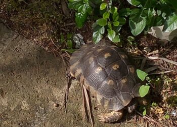 Ritrovata una testuggine rubata grazie al microchip: fondamentale la collaborazione tra Wwf, Carabinieri e Comune