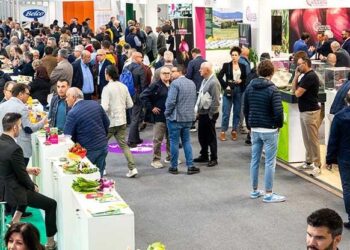 Grande attesa per la patata del Fucino Igp al Macruf 2025