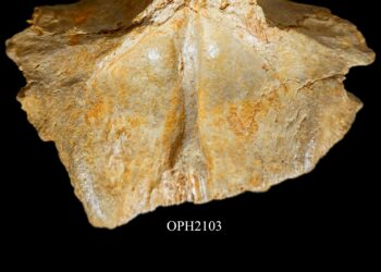 Grandi novità sui dinosauri al museo Ophis di Teramo: un enigma lungo un secolo