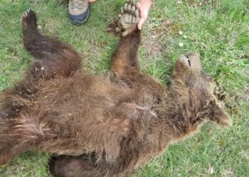 Cuccioli di orso morti nel laghetto, scatta l’inchiesta della Procura