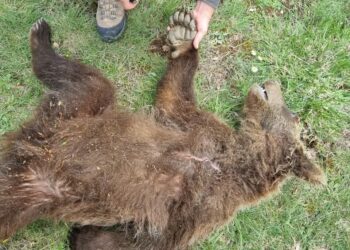 Orsi morti annegati a Scanno, il presidente del Parco: “una sfida complessa senza strumenti adeguati”