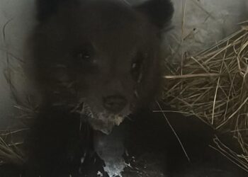 Orsetta trovata sola nei boschi, la mamma l’ha abbandonata per salvarle la vita: l’ipotesi del Parco (fotogallery)