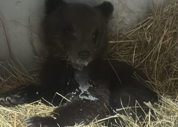 Cucciolo di orso salvato dai guardiaparco: ora è al sicuro nel centro del parco di Pescasseroli