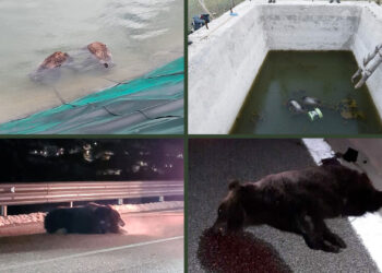 Salvaguardia dei plantigradi: come il “modello Abruzzo” tradisce i suoi orsi