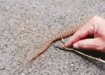 Uccide una vipera protetta e si vanta su Facebook: ora rischia la denuncia