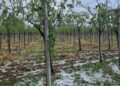 Forte maltempo sull’Abruzzo, violenta grandinata distrugge i vigneti: danni dell’80% ai vigneti