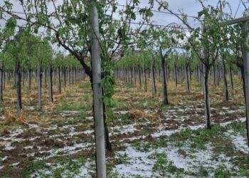 Forte maltempo sull’Abruzzo, violenta grandinata distrugge i vigneti: danni dell’80% ai vigneti
