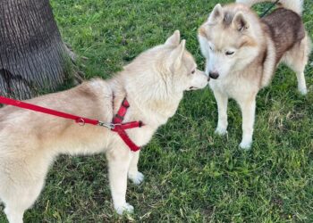 Roseto degli Abruzzi, in consiglio comunale il regolamento per le aree di sgambamento cani