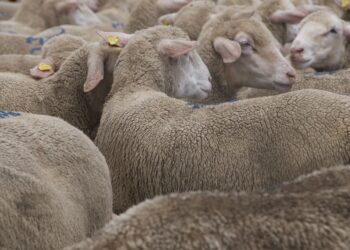 Zootecnia e tutela ambientale: parte “Faenum”, progetto del Parco Gran Sasso-Laga