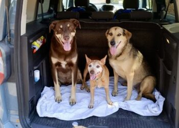 Poliziotti abruzzesi salvano due cani dal caldo estremo: elogi dagli Animalisti Italiani