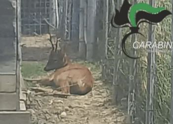 “Cervo maltrattato e umiliato”, scatta la denuncia di LNDC: “atto vile, simbolo di inciviltà”