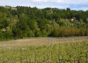  Viticoltura biodinamica: il Comune affida la gestione del parco dell’Annunziata alla bio cantina sociale Orsogna