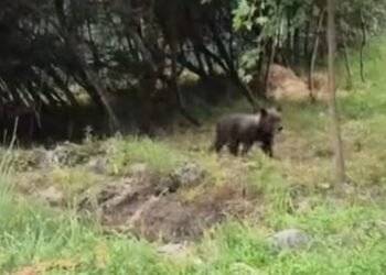 L’orsetta abbandonata dalla mamma è stata trasferita: nuova casa per Nina (V1DEO)