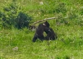 Lo spettacolo della natura, due cuccioli di orso marsicano che giocano e si divertono (V1DEO)