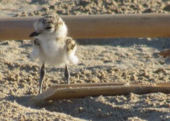 Primo non vola più, ma la sua storia accende la speranza per la Riserva Borsacchio
