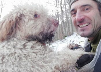 Cane morso da una vipera muore in montagna