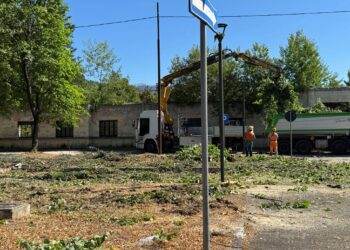 Anche WWF Abruzzo denuncia il taglio degli alberi al Parco Polsinelli dell’Aquila