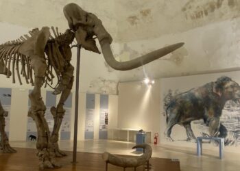 Il Mammut del castello. Settant’anni dalla sua scoperta: al museo nazionale d’Abruzzo