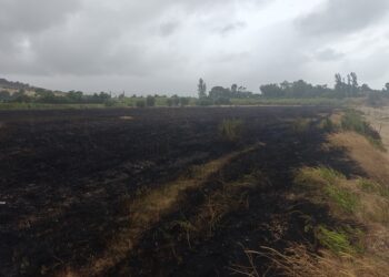 Incendio nella Riserva del Borsacchio: distrutti due ettari di vegetazione retrodunale