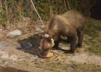 Orsa Petra banchetta a Lecce nei Marsi, il Parco: sconcertati da chi le lascia ciotole di cibo