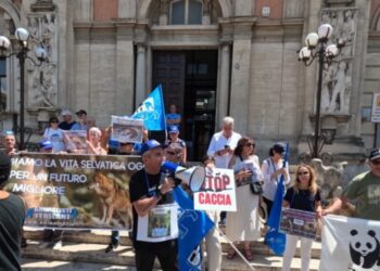 Processo per l’uccisione dell’orsa Amarena, ammesse tutte le parti civili: prossima udienza il 26 settembre