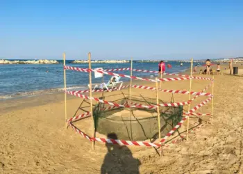 Tartaruga Caretta Caretta nidifica in spiaggia a Pescara, è la prima volta