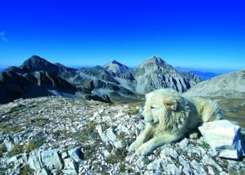 Nuovo progetto del Parco Nazionale Gran Sasso: “Argos” unisce mondo zootecnico e sociale