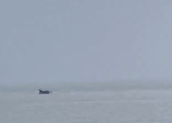 Spettacolo a Silvi Marina: un delfino avvistato a pochi metri dalla riva