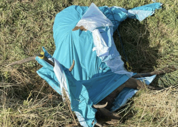 Cervo investito alle prime ore del mattino a Rocca di Cambio