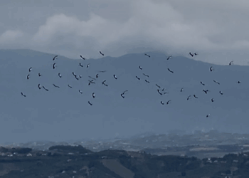 Uno stormo di cicogne incanta i turisti ai Calanchi di Atri e sottolinea l’importanza della tutela ambientale