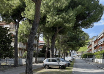 Abbattimento di 45 alberi davanti al Liceo scientifico: il caso approda in Consiglio comunale a Giulianova