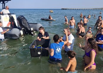 “Dal Nido alla Riserva 2025”, centinaia di persone per il ritorno in mare di Spring