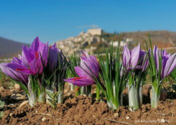 Vent’anni di eccellenza per lo zafferano dell’Aquila DOP, un volano di crescita e identità