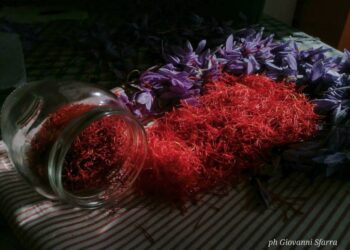 Vent’anni di Zafferano DOP: eventi e convegni celebrano l'”oro rosso” dell’Aquilano