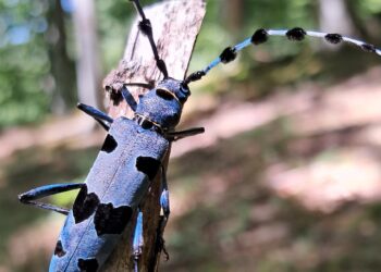 Il Parco nazionale del Gran Sasso realizza la prima completa banca dati della biodiversità