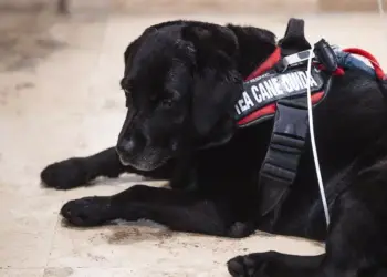 “Niente cani sul mio taxi”, non vedente lasciata a piedi a Pescara