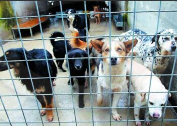 Nuovo canile-rifugio a Colle Cese: nuovo passo verso la civiltà e i diritti degli animali