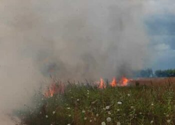 Incendio alla Riserva del Borsacchio, le Guide chiedono l’iscrizione delle aree nel catasto dei territori percorsi dal fuoco