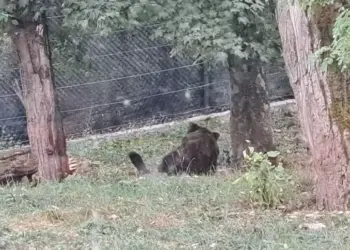 Orso trovato senza vita tra Cocullo e Ortona dei Marsi, morto da almeno due mesi: si indaga sulle cause