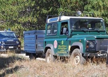 Trovato un altro orso senza vita nel Parco nazionale d’Abruzzo