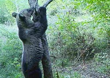 L’orso bruno marsicano e Pescasseroli  diventeranno nel 2026 protagonisti internazionali della conservazione di una specie