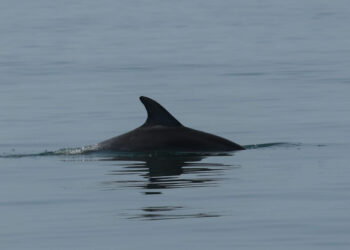 Torre del Cerrano, ennesimo avvistamento di delfini lungo la costa abruzzese