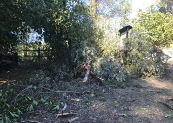 Albero crolla e sfiora due bambini, tragedia sfiorata al parco del Lavino