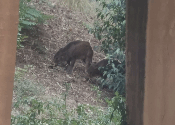 Cinghiali avvistati a Chieti, il WWF: “Il problema non è la fauna selvatica, ma i rifiuti abbandonati”