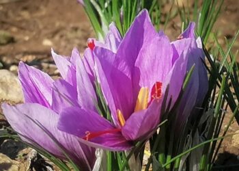 Lo zafferano DOP dell’Aquila eccellenza e riscatto delle aree interne dell’Abruzzo