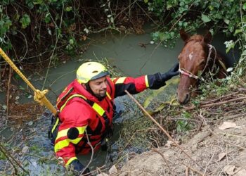Cavallo cade nel fossato e rischia di annegare, i Vigili del fuoco si calano nell’acqua e lo salvano