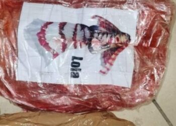 “Operazione Rider”, i carabinieri sgominano una banda dedita al traffico di droga