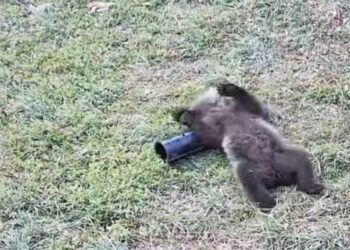 Fu abbandonata da mamma orsa, la cucciola Nina cresce e gioca (V1DEO)